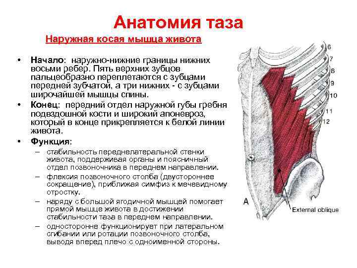 Анатомия таза Наружная косая мышца живота • • • Начало: наружно-нижние границы нижних восьми