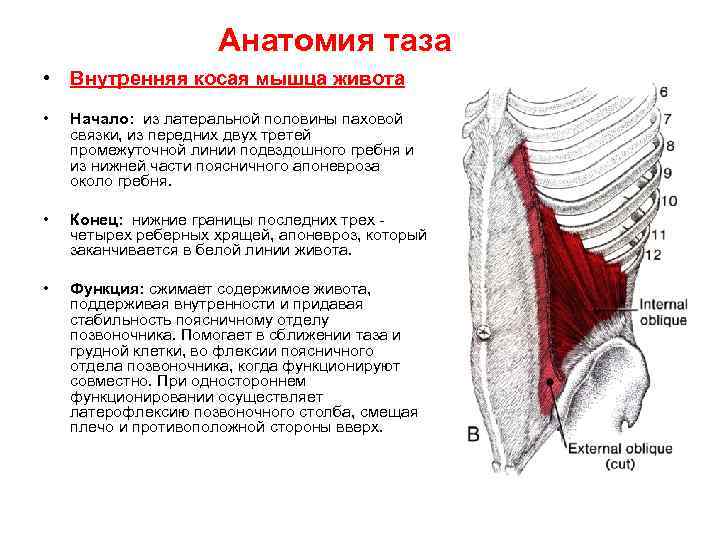 Анатомия таза • Внутренняя косая мышца живота • Начало: из латеральной половины паховой связки,