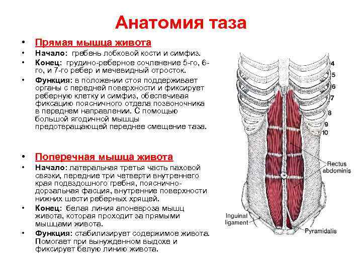 Анатомия таза • Прямая мышца живота • • • Начало: гребень лобковой кости и