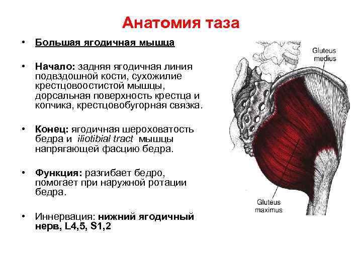 Анатомия таза • Большая ягодичная мышца • Начало: задняя ягодичная линия подвздошной кости, сухожилие