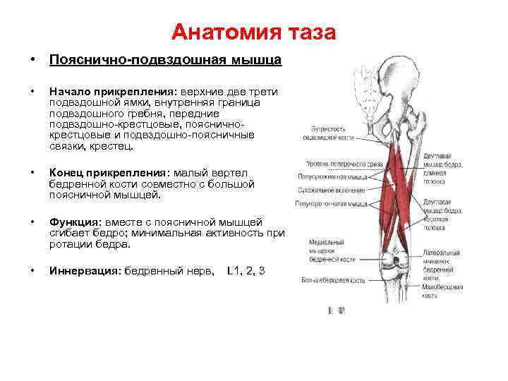 Анатомия таза • Пояснично подвздошная мышца • Начало прикрепления: верхние две трети подвздошной ямки,