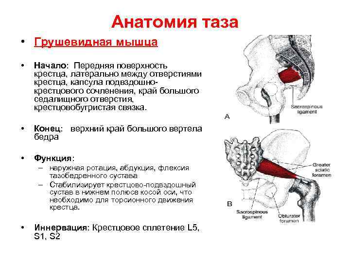 Анатомия таза • Грушевидная мышца • Начало: Передняя поверхность крестца, латерально между отверстиями крестца,