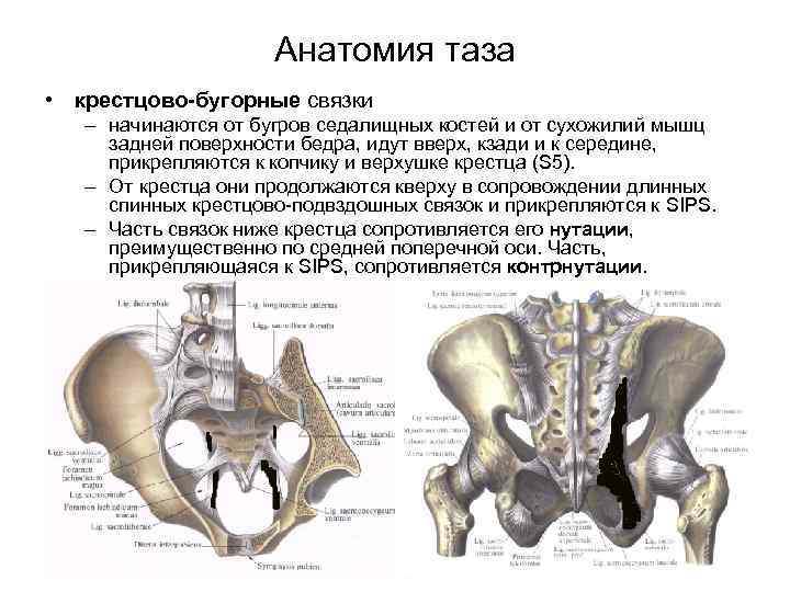 Анатомия таза женщины