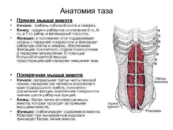 Анатомия таза • Прямая мышца живота • • • Начало: гребень лобковой кости и