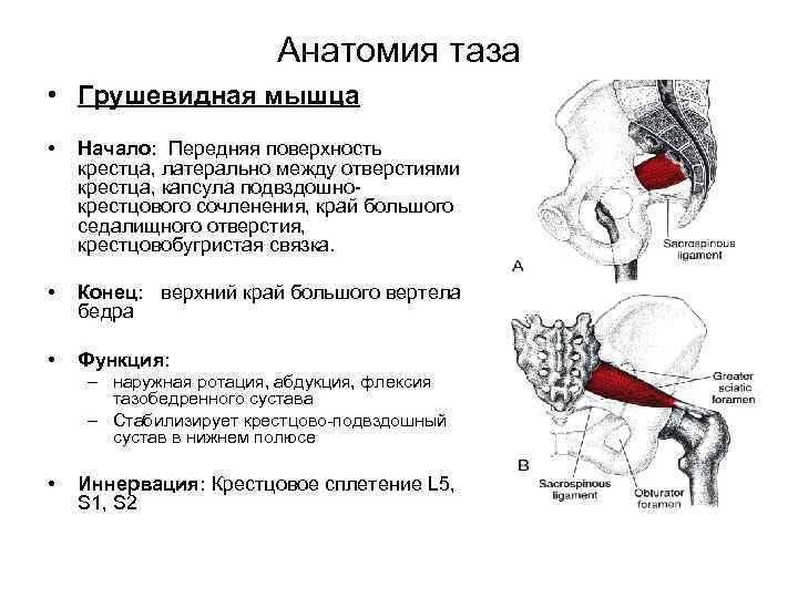 Грушевидная мышца. Блокада грушевидной мышцы. Мышцы таза грушевидная мышца. Грушевидная мышца топография.