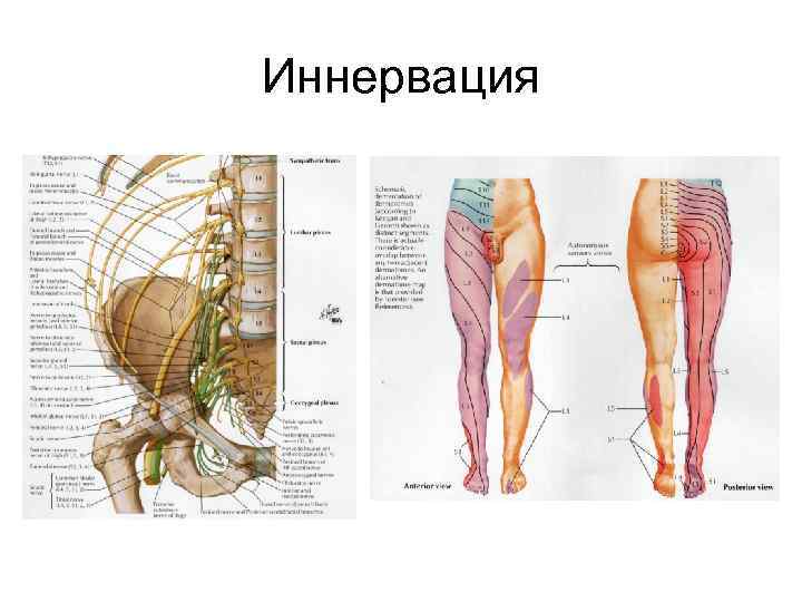 Иннервация 