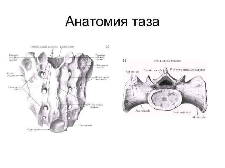 Кости таза анатомия в картинках