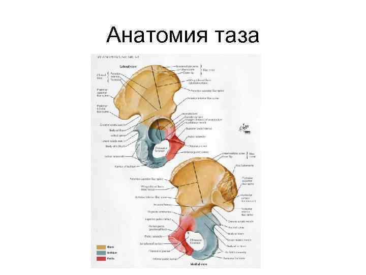 Кости таза анатомия в картинках