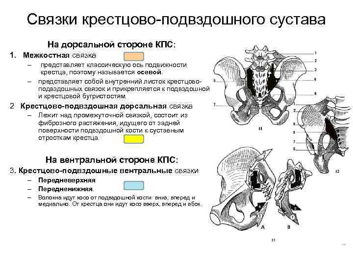 Связки крестцово подвздошного сустава На дорсальной стороне КПС: 1. Межкостная связка – – представляет