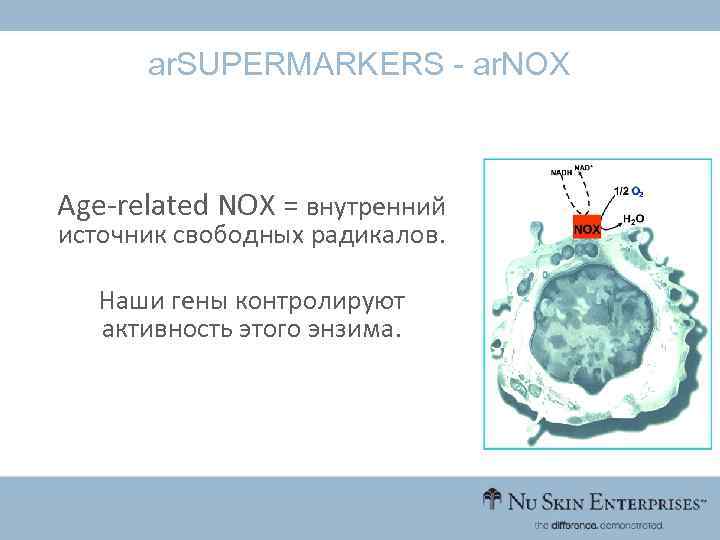 ar. SUPERMARKERS - ar. NOX Age-related NOX = внутренний источник свободных радикалов. Наши гены