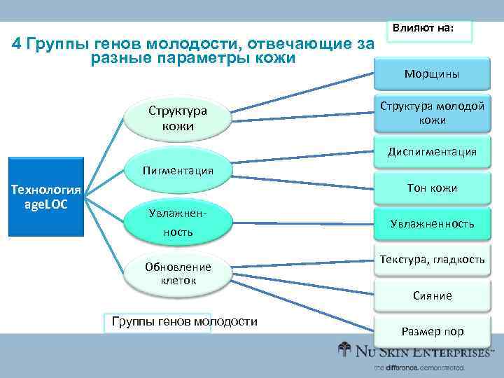 4 Группы генов молодости, отвечающие за разные параметры кожи Структура кожи Влияют на: Морщины