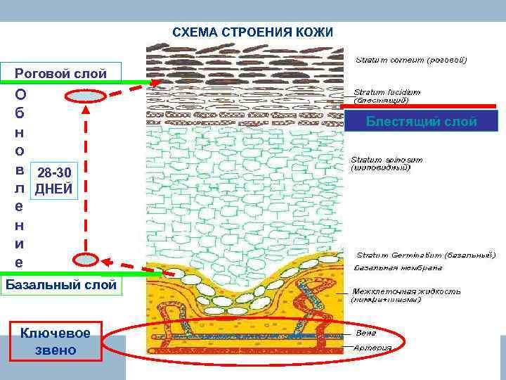 СХЕМА СТРОЕНИЯ КОЖИ Роговой слой О б н о в 28 -30 л ДНЕЙ