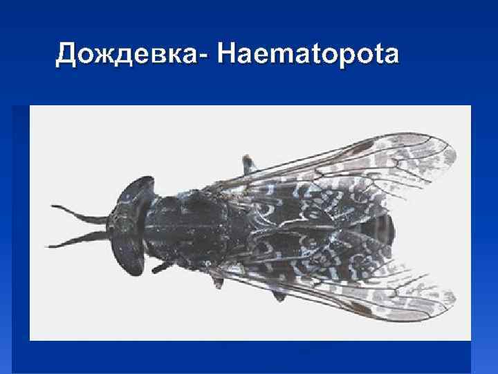 Дождевка- Haematopota 
