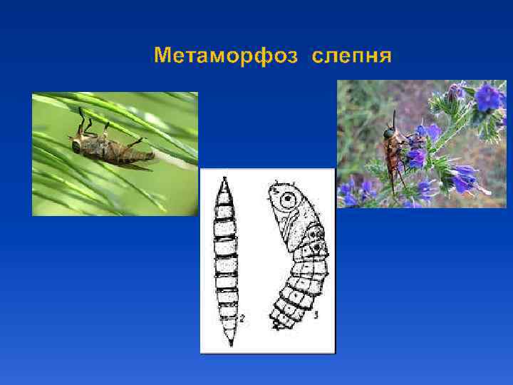 Метаморфоз слепня 