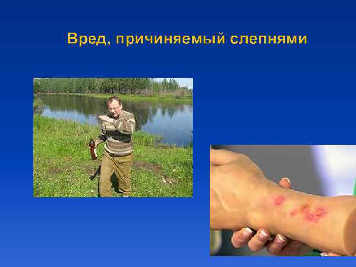 Вред, причиняемый слепнями 