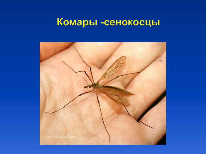 Комары -сенокосцы 