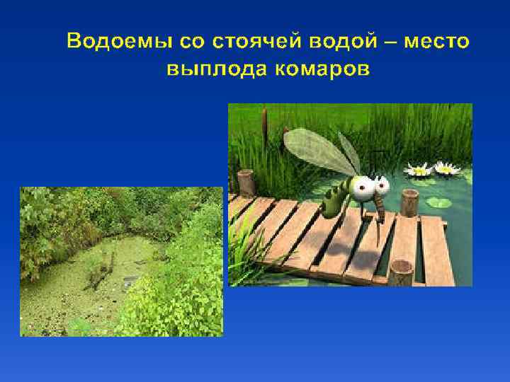 Водоемы со стоячей водой – место выплода комаров 
