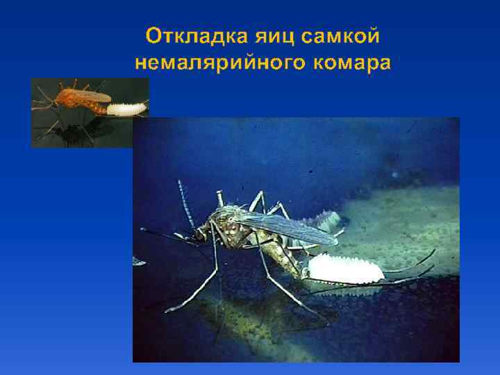 Откладка яиц самкой немалярийного комара 
