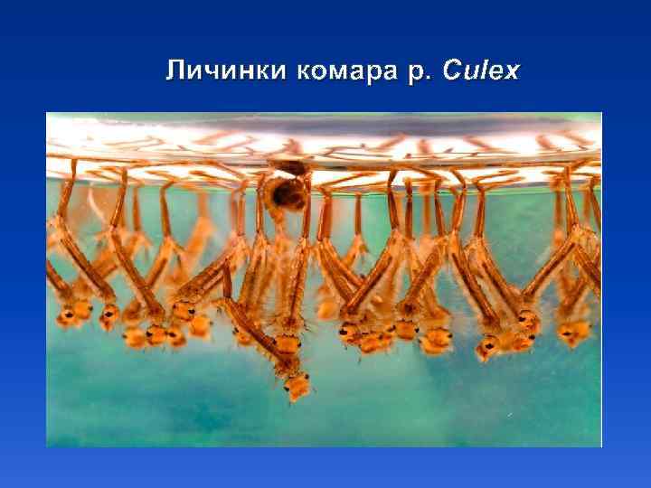 Личинки комара р. Culex 