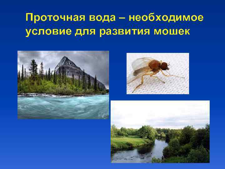 Проточная вода – необходимое условие для развития мошек 