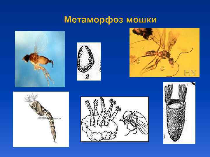 Метаморфоз мошки 