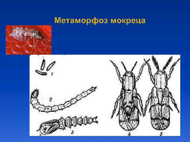 Метаморфоз мокреца 