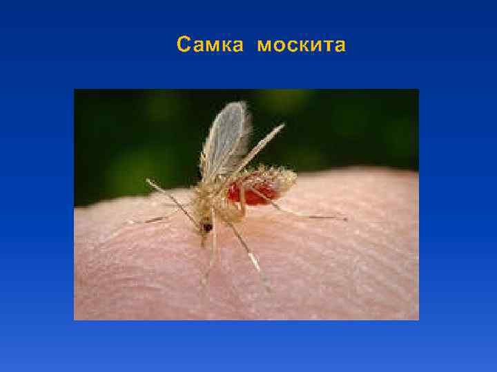 Самка москита 