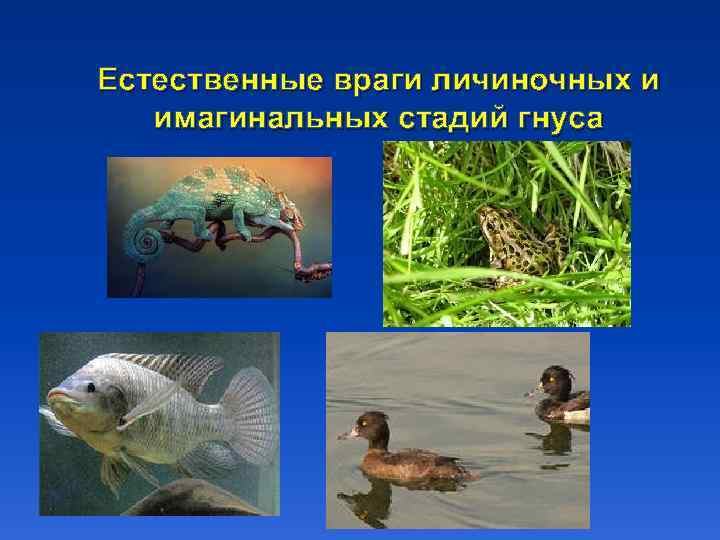 Естественные враги личиночных и имагинальных стадий гнуса 