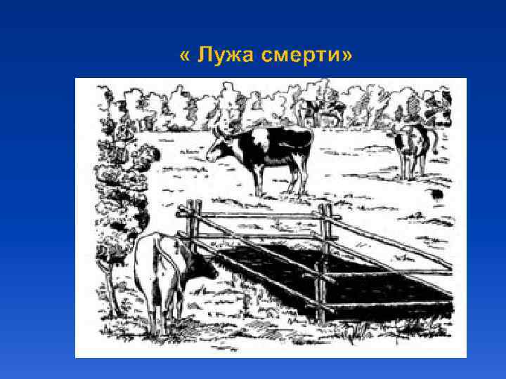  « Лужа смерти» 