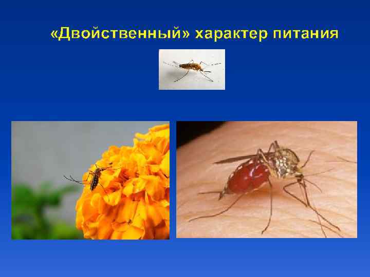  «Двойственный» характер питания 