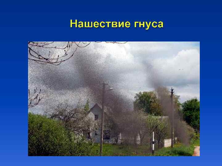 Нашествие гнуса 