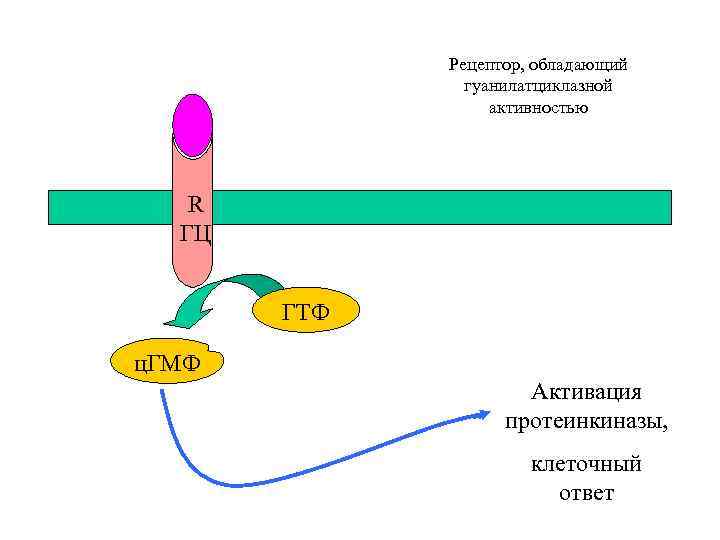 Рецептор, обладающий гуанилатциклазной активностью R ГЦ ГТФ ц. ГМФ Активация протеинкиназы, клеточный ответ 