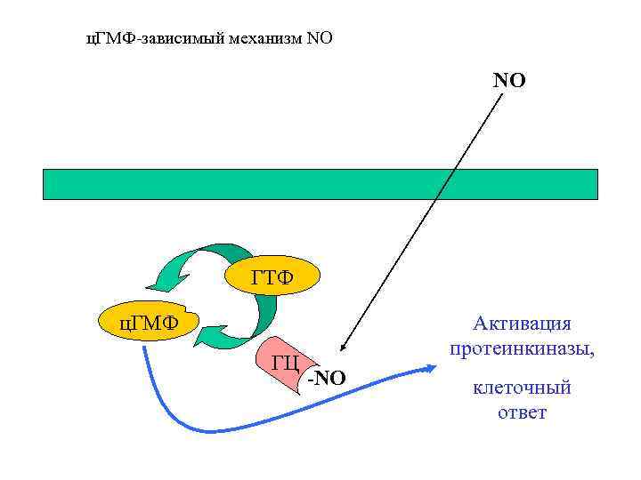ц. ГМФ-зависимый механизм NO NO ГТФ Активация протеинкиназы, ц. ГМФ ГЦ -NO клеточный ответ