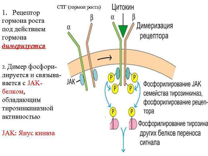 1. Рецептор гормона роста под действием гормона димеризуется 2. Димер СТГ (гормон роста) фосфорилируется