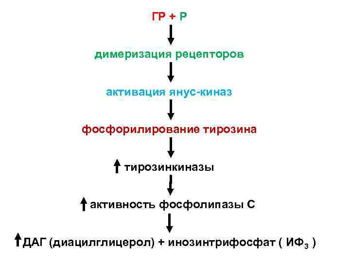 ГР + Р димеризация рецепторов активация янус-киназ фосфорилирование тирозина тирозинкиназы активность фосфолипазы С ДАГ