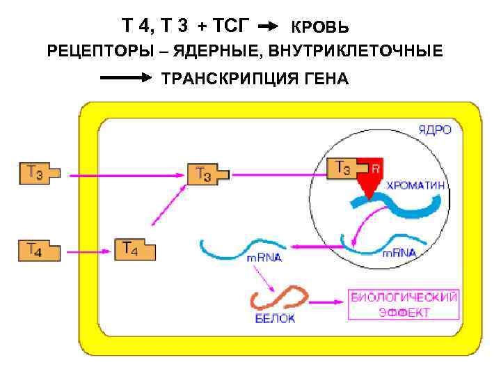 Т 4, Т 3 + ТСГ КРОВЬ РЕЦЕПТОРЫ – ЯДЕРНЫЕ, ВНУТРИКЛЕТОЧНЫЕ ТРАНСКРИПЦИЯ ГЕНА 