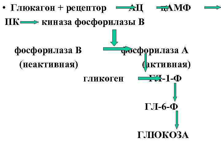 Синтез глюкагона биохимия схема