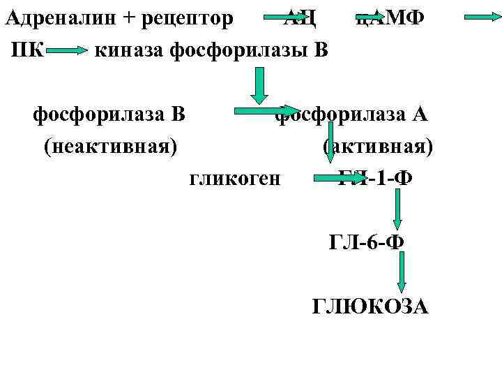 Адреналин + рецептор АЦ ПК киназа фосфорилазы В фосфорилаза В (неактивная) ц. АМФ фосфорилаза