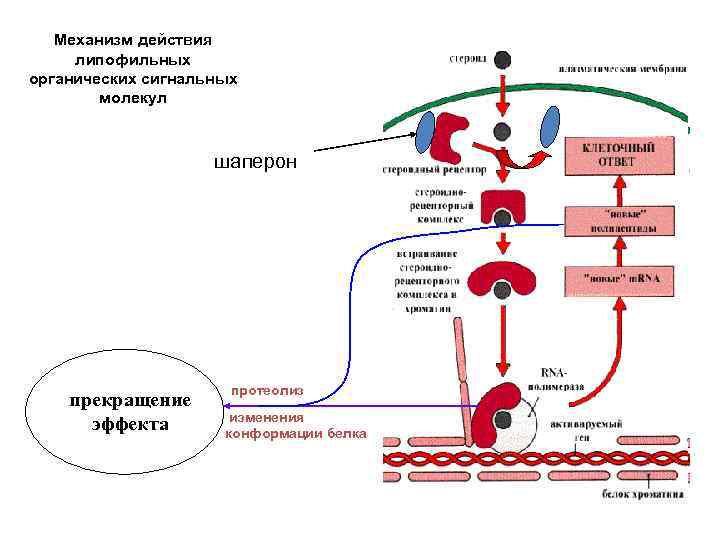 Механизм действия гормонов на клетку. Схема действия липофильных гормонов. Мембранно-внутриклеточный механизм действия гормонов. Мембранный механизм действия гормонов. Тирозинкиназный механизм действия гормонов схема.