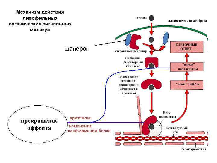 Механизм действия липофильных органических сигнальных молекул шаперон прекращение эффекта протеолиз изменения конформации белка 