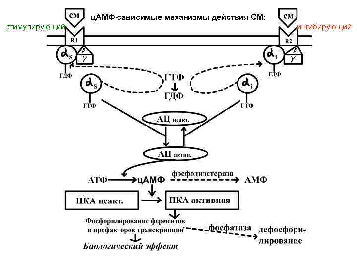 ц. АМФ-зависимые механизмы действия СМ: стимулирующий ингибирующий 