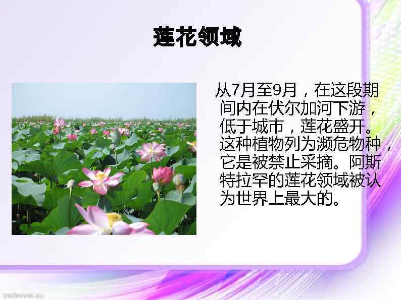 莲花领域 从7月至 9月，在这段期 间内在伏尔加河下游， 低于城市，莲花盛开。 这种植物列为濒危物种， 它是被禁止采摘。阿斯 特拉罕的莲花领域被认 为世界上最大的。 