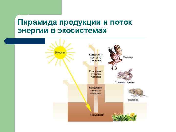 Пирамида продукции и поток энергии в экосистемах 