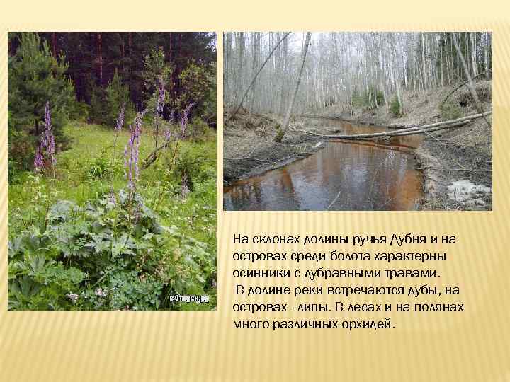 На склонах долины ручья Дубня и на островах среди болота характерны осинники с дубравными