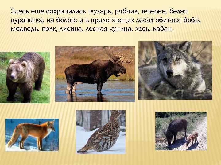 Здесь еще сохранились глухарь, рябчик, тетерев, белая куропатка, на болоте и в прилегающих лесах