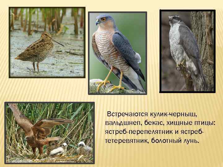 Встречаются кулик-черныш, вальдшнеп, бекас, хищные птицы: ястреб-перепелятник и ястребтетеревятник, болотный лунь. 