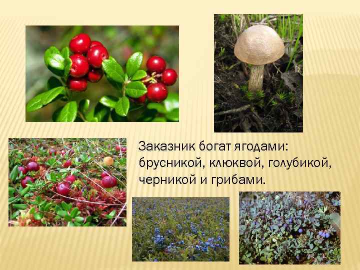 Заказник богат ягодами: брусникой, клюквой, голубикой, черникой и грибами. 