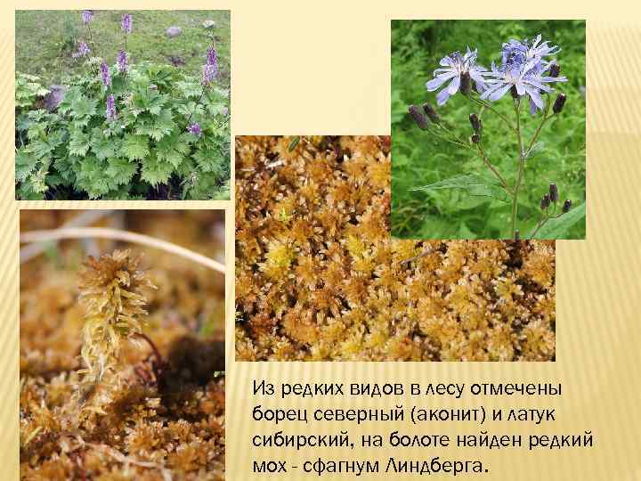 Из редких видов в лесу отмечены борец северный (аконит) и латук сибирский, на болоте