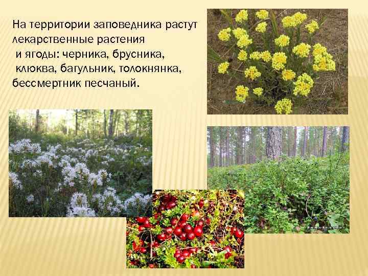 На территории заповедника растут лекарственные растения и ягоды: черника, брусника, клюква, багульник, толокнянка, бессмертник