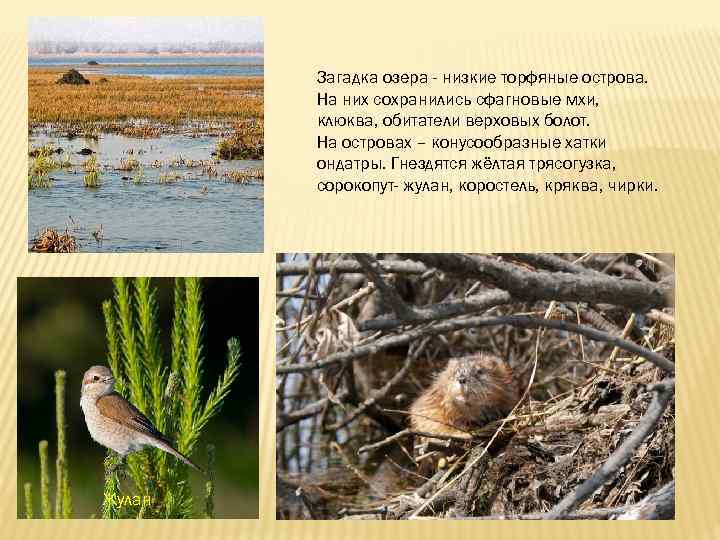 Загадка озера - низкие торфяные острова. На них сохранились сфагновые мхи, клюква, обитатели верховых